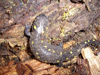 salamandre maculee